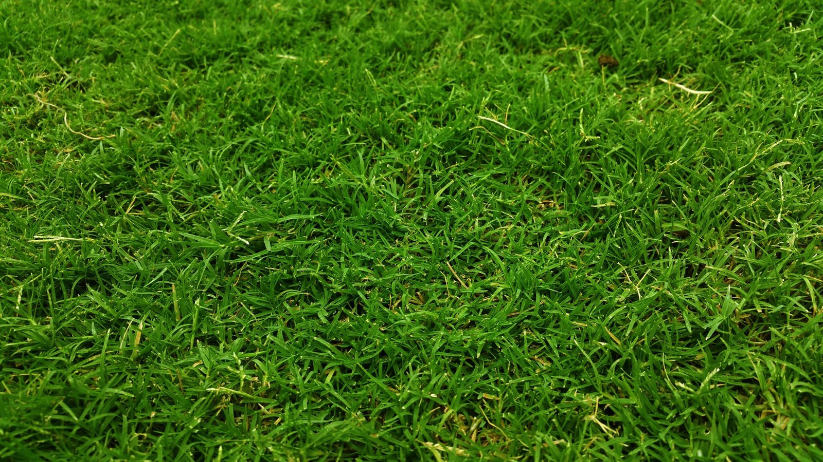 A detailed close-up of lush green grass, capturing its freshness and natural growth outdoors.