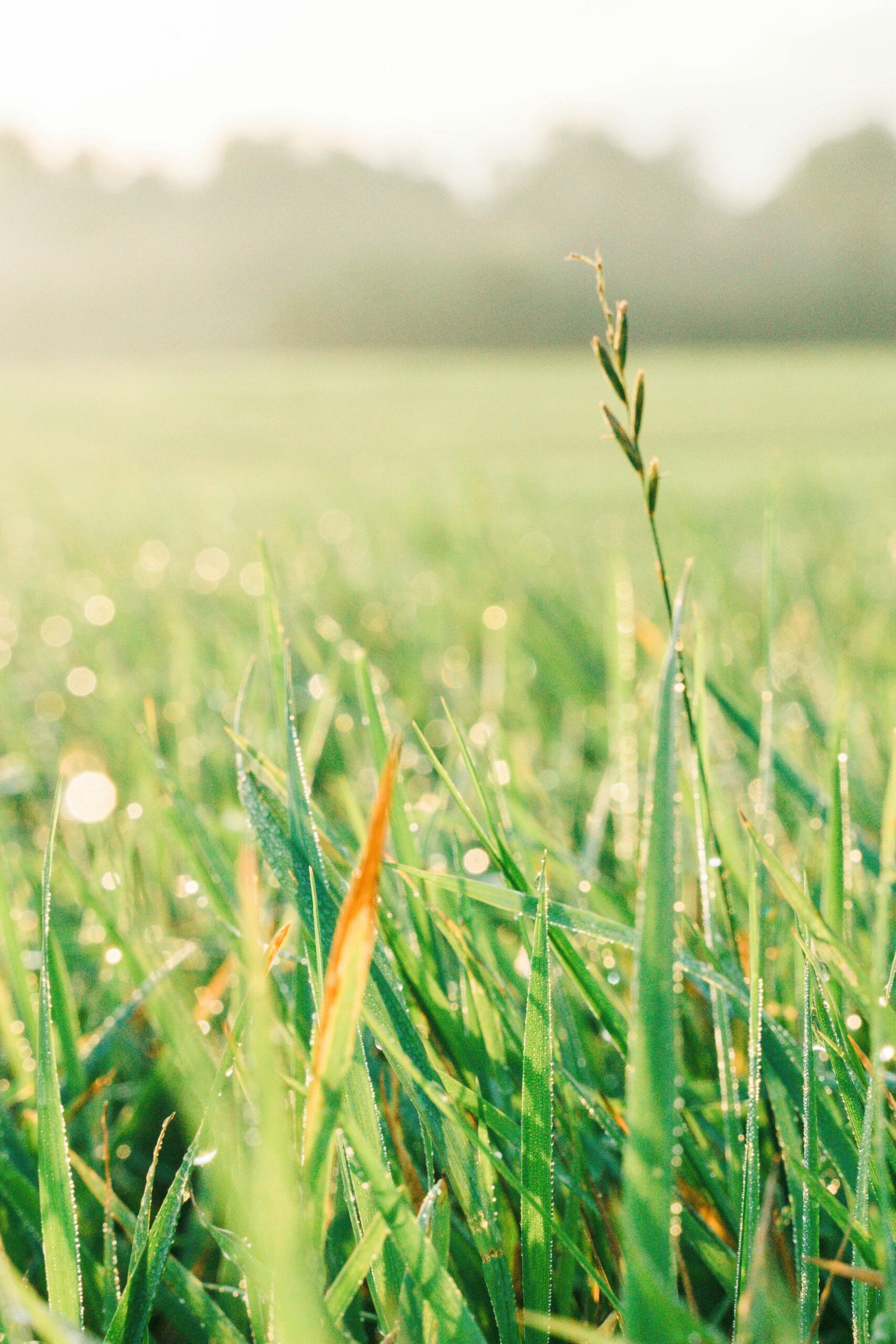 Serene morning view of dew-covered grass in Vitebsk, perfect for nature-themed backgrounds.